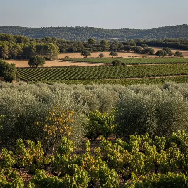 Nieuwe besmettingen met Xylella fastidiosa vastgesteld in Oost-Var