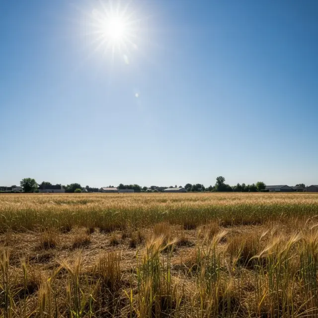 Hittegolf in Frankrijk veroorzaakt zorgen over opbrengst en kwaliteit zomergewassen