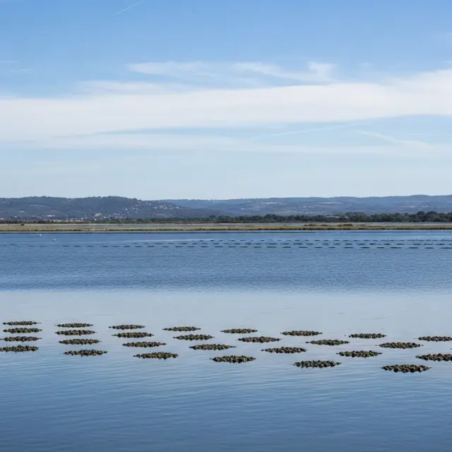 Watertemperatuur in lagune van Thau onder kritieke malaïgue-grens, oesterrisico voorlopig afgewend