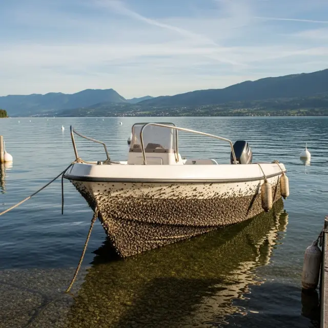 Lac du Bourget in Savoie kampt met snelle verspreiding quaggamossel